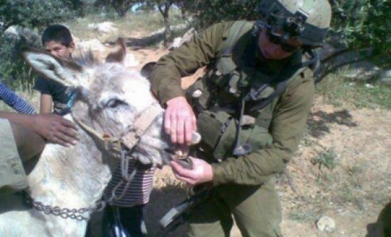 الاحتلال يعرض بيع 40 حمارا صادرها من الفلسطينيين