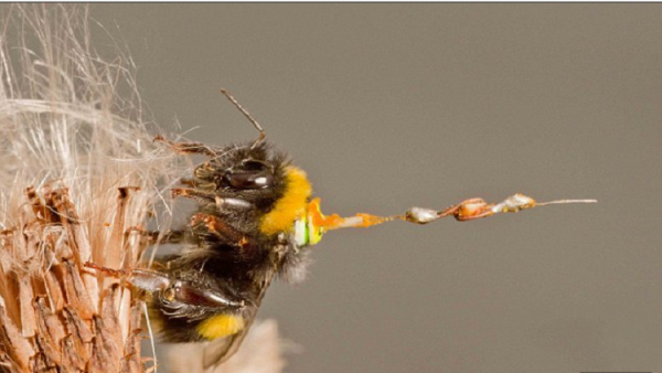 العلماء يكشفون سر الحياة السرية للنحل