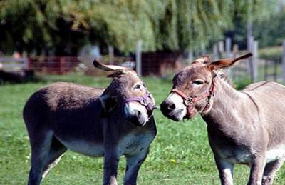 بالفيديو.. حماران يسيران بشوارع عمان يتسببان في أزمة!!