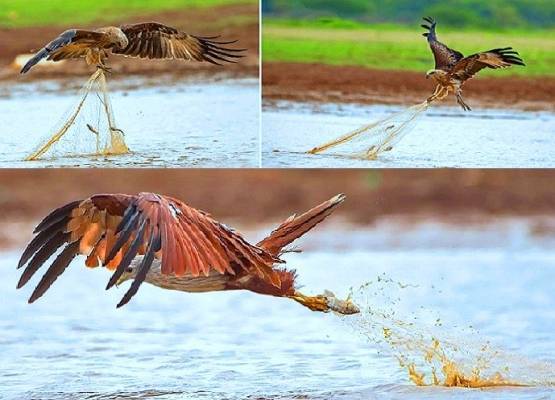 طائر وصفه الرسول بالفاسق وامر بقتله