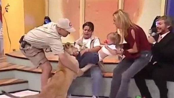 بالفيديو: أسد ينقض على طفلةٍ في مقابلة تلفزيونيّة