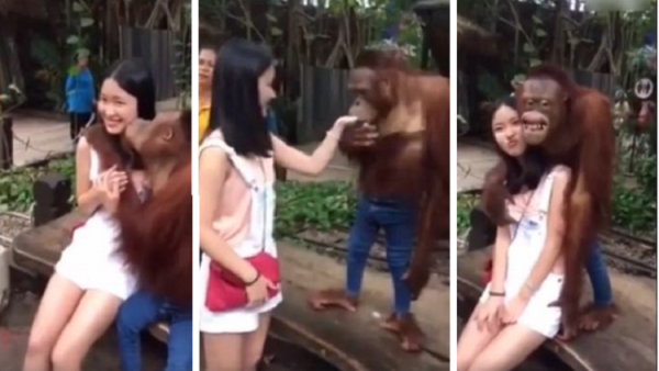 قرد لكنه جنتلمان حقيقي!