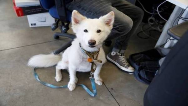 مسن صيني يتبرع بكامل ثروته لكلبه!