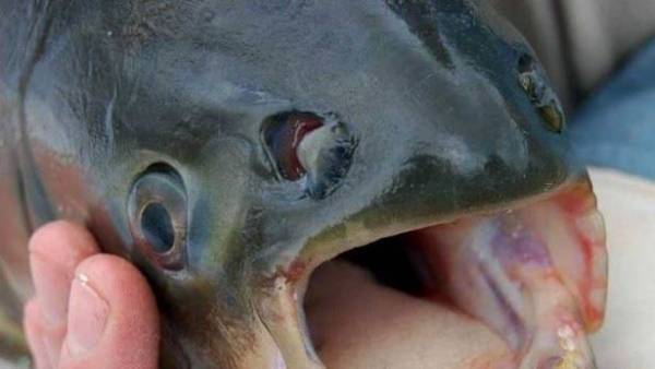 بالصور  سمكة غريبة بأسنان إنسان