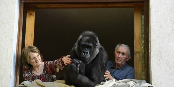 غوريلا تنام مع زوجين فرنسيين على فراش واحد وتمنعهما من الخروج ليلاً لمدة 13 عاماً..ما السبب؟