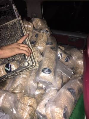 إحباط تهريب 4 ملايين حبة مخدرة عبر ميناء العقبة (صور)