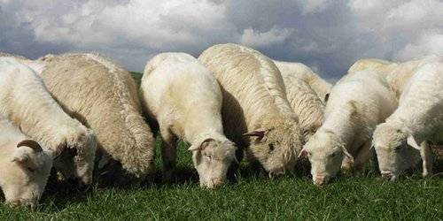 نصائح و ارشادات هامة يجب الالتزام بها عند شراء الاضحية