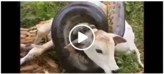 بالفيديو:لقطات مرعبة لأفعى ضخمة تنقض على بقرة صغيرة