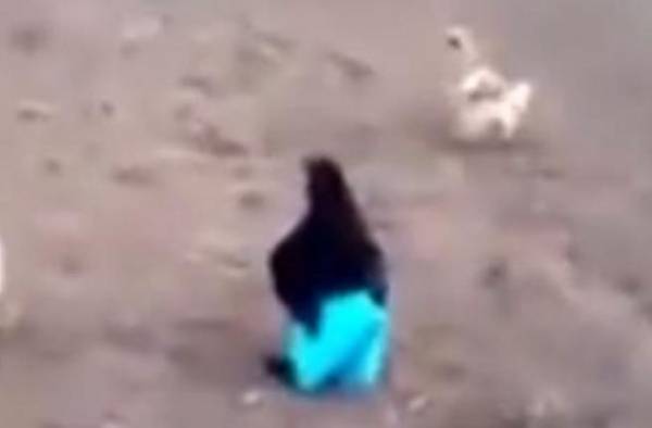شاهد.. دجاجة ترتدي سروالاً