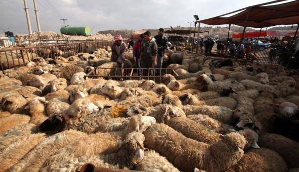 نصف مليون أضحية في السوق