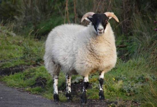 بالفيديو: شاهد أفضل طريقة لتقطيع خروف العيد!