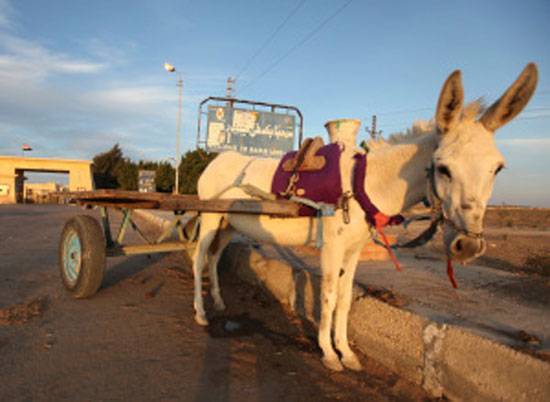 طعمها مثل الحلوى!.. انتشار واسع للحوم الحمير في مصر..