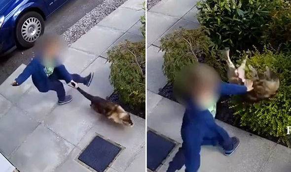 طفل عذّب قطة برميها وركلها بشدة .. لكّنها عاقبته على طريقتها الخاصة!