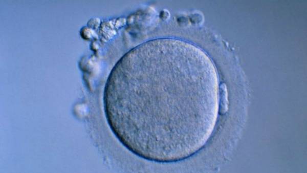 بريطانيا تسمح لأم بأن تستعمل بويضات ابنتها المتوفاة