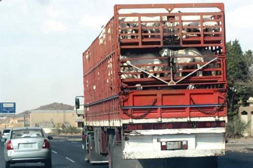 شاحنة محملة بالأغنام تودي بحياة مواطن في الزرقاء