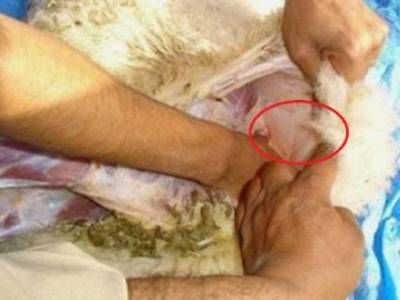 سيدة أردنية تشترى خروف.. وعند تنظيف بطنه تجد ما لا تتوقعه !!