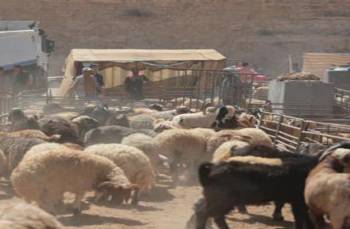 مصادرة 300 رأس غنم و4 خيول .. وتوقيف سارقي لحوم في عمان