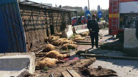 وفاة شخص بتدهور شاحنة محملة بالأغنام