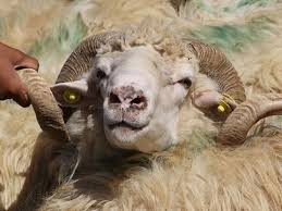 بالفيديو.. رئيس دولة وزوجته يساومان بائعا لشراء أضحية العيد!!