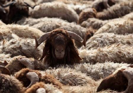 الأمانة تباشر اعمال تنظيف مواقع بيع وذبح الاضاحي