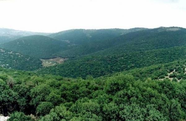 1000شجرة حرجية خسائر غابات عجلون من حرائق عطلة عيد الأضحى المبارك