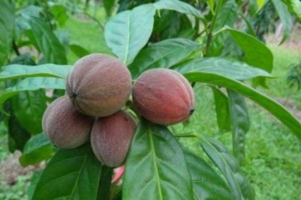 بالفيديو: هذه الثمار تقتل السرطان في 5 دقائق !