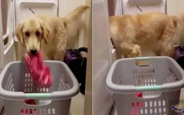 بالفيديو..كلبة وفية تساعد صاحبتها المريضة في أعمال المنزل