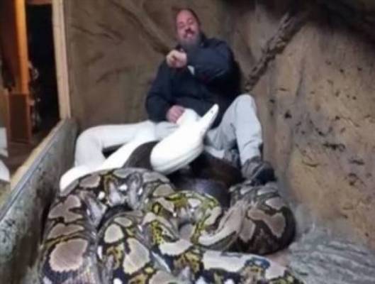 بالفيديو: رجل يتحدى 3 ثعابين ضخمة داخل قفص مغلق و هذا ما حدث...!!
