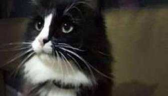 قطّ وسيم يعمل ممثلاً مسرحياً تبحث عنه موسكو بأكملها عقب هروبه.. كيف ضاع الموهوب؟