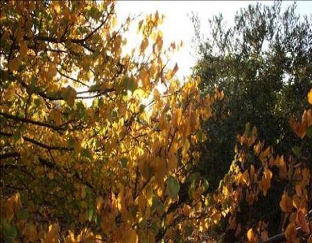 الخميس .. أجواء خريفية معتدلة