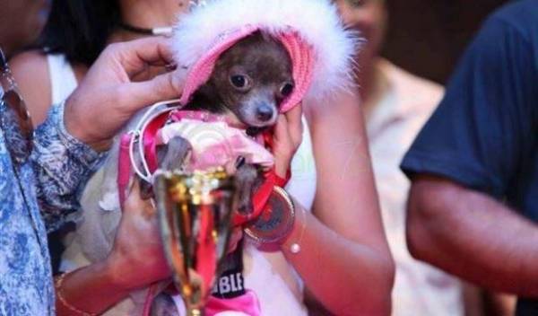 ملك وملكة جمال الكلاب في بيروت... شاهد الصور