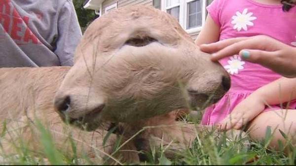 بالفيديو.. عجل يولد بـوجهين وصحته جيدة