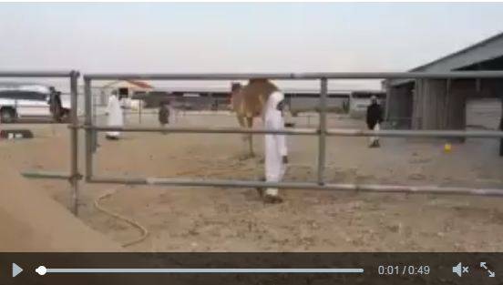 جمل يتحدى أطفالاً يلعبون كرة القدم فيديو