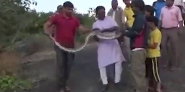 بسبب السيلفي.. ثعبانٌ ضخم يهاجم شخصاً حاول التقاط صورةٍ معه.. شاهد