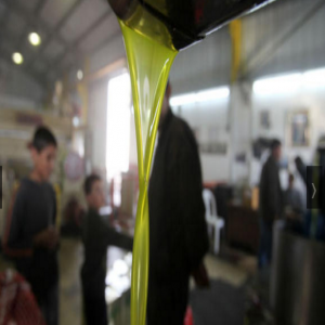 معاصر الزيتون تفتح أبوابها 10 الشهر المقبل