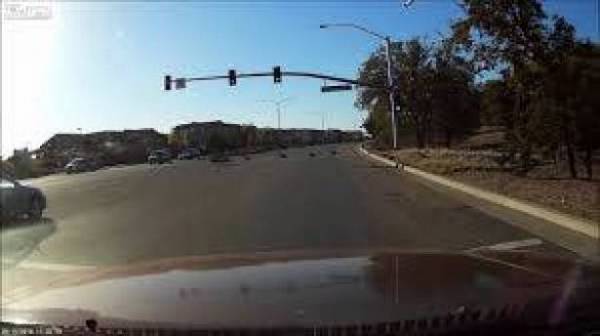 بالفيديو.. سرب طيور يعبر الشارع وفقا لكل قواعد المرور