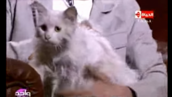 فيديو.. مصري يعثر على قطة تملك أجنحة وتطير