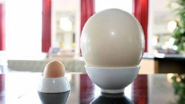 العثور على بيضة نعام عمرها 4 ملايين سنة