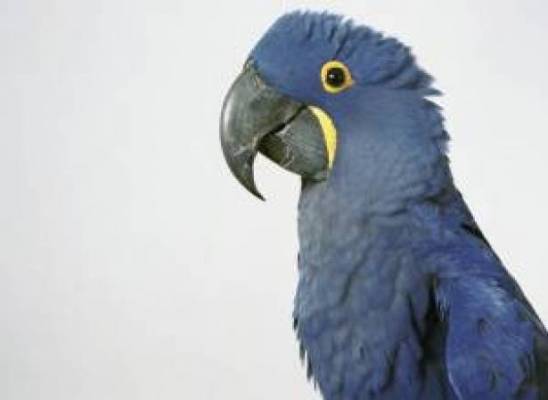 بالفيديو ببغاء اقتصادي للغاية.. كيف يدخر أمواله في خزانته الخاصة؟