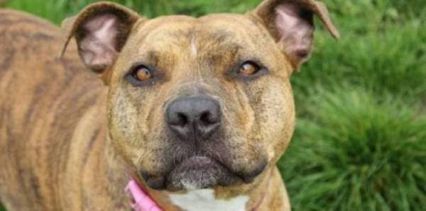 بــ الصورة  حادثة طريفة.. كلب يسلّم نفسه للشرطة