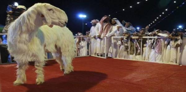بالفيديو.. بعد الناقة.. أغنام مزينة بسلاسل ذهب في سوق للماشية بالسعودية