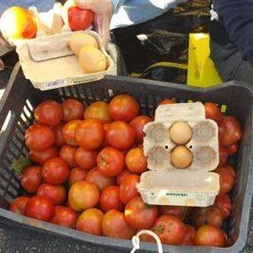 طلبة يرشقون مديرية تربية الرمثا بالبيض والبندورة