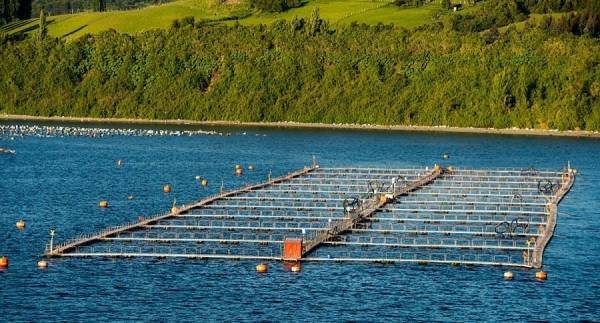 هرب 80 ألف سمكة سلمون من مزرعة بالدنمارك