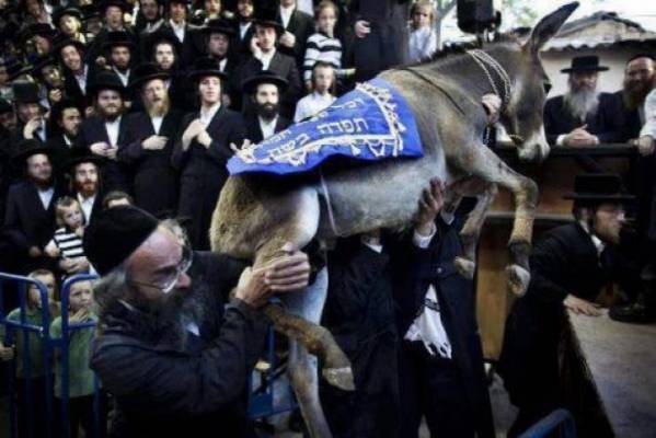 شاهد بالصور.... ما لا يخطر على البال.. أغرب عادات اليهود