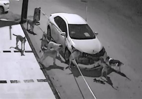 بالفيديو.. شيئ غامض يدفع كلاب ضالة إلى تمزيق سيارة في تركيا!