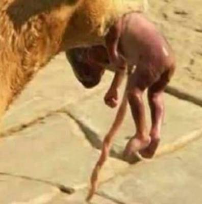 بالصور: كلب جائع وجد طفلاً حديث الولادة بالشارع.. فماذا فعل؟