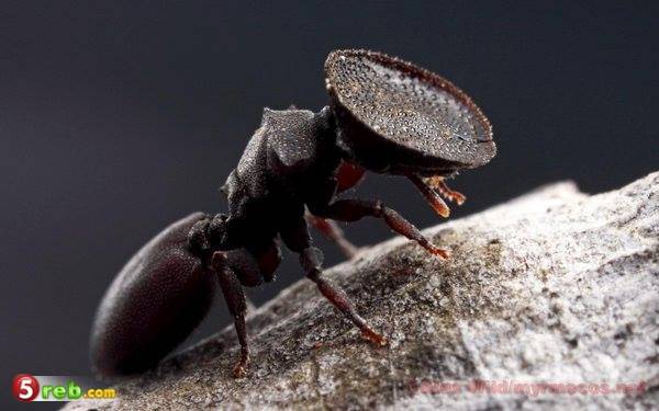 اغرب انواع النمل يملك رأس قوي يستعمله في الحروب