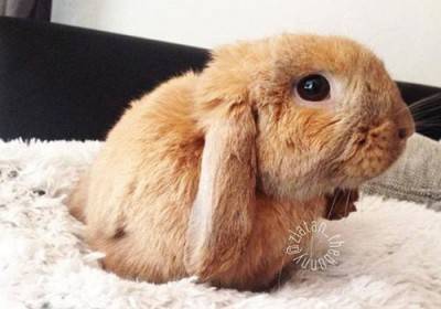 تعرف على أرنب اجتذب 110 آلاف متابع بمواقع التواصل