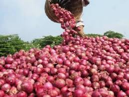 الحنيفات: رفض ادخال «700» طن بـصـل لـمـخـالـفـتـهـا الـقـاعـدة الـفـنـيـة