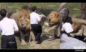 بالفيديو  رجل مخمور يقفز داخل قفص اسود و ما حدث كان كارثة!